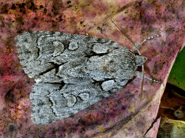 Photo of Acronicta grisea by <a href="https://www.frogpondphotography.com/">Martin Dollenkamp</a>